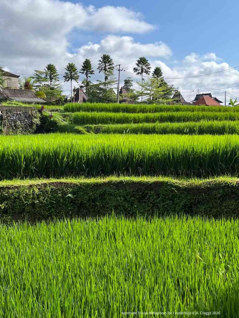 Rice Paddy Ubud 2022