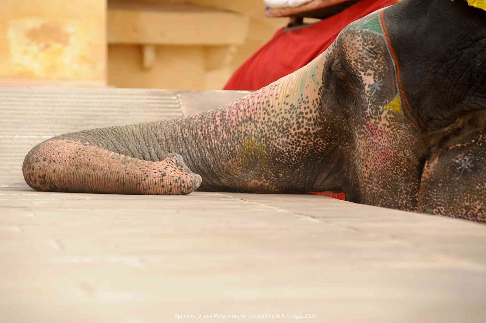Resting Elephant Jodhpur India 2013