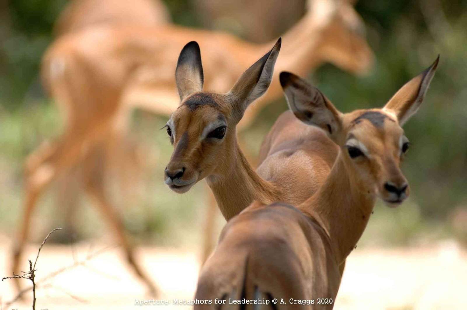 Impala Kruger Park South Africa 2010