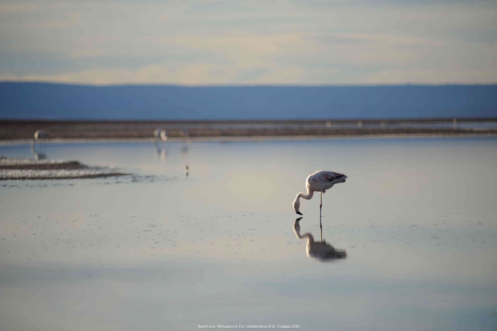 Flamingo Atacama Salt Flats Chile 2016