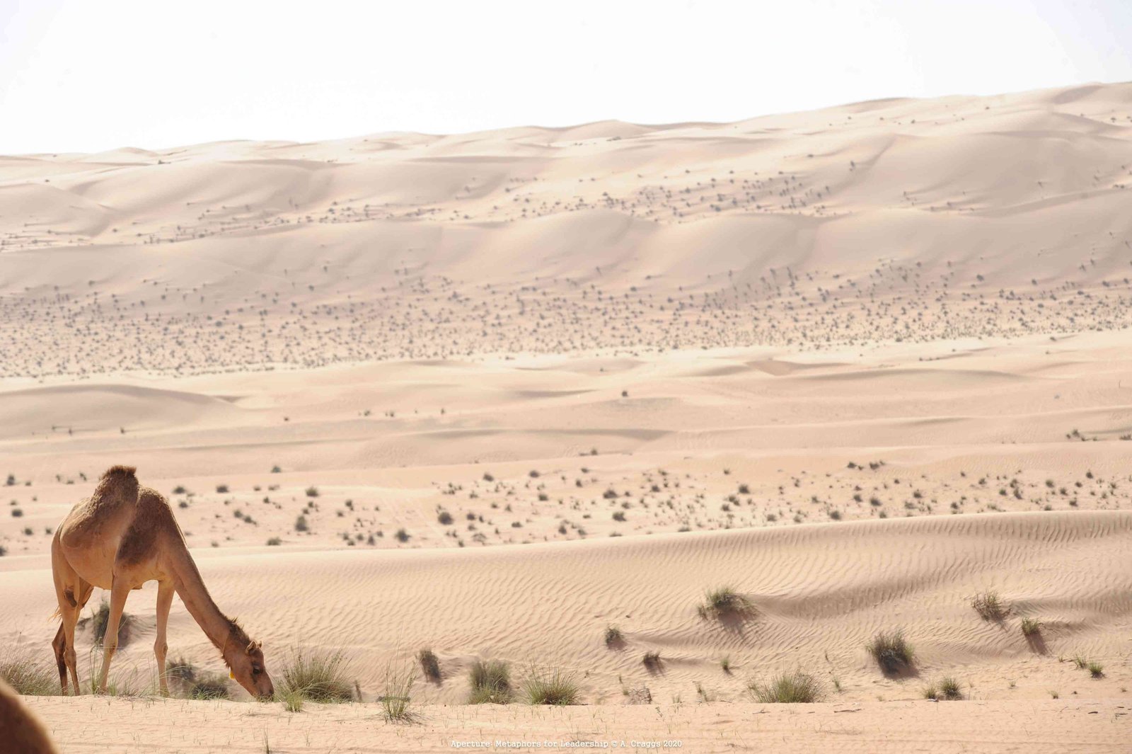 Desert Camel Oman 2014