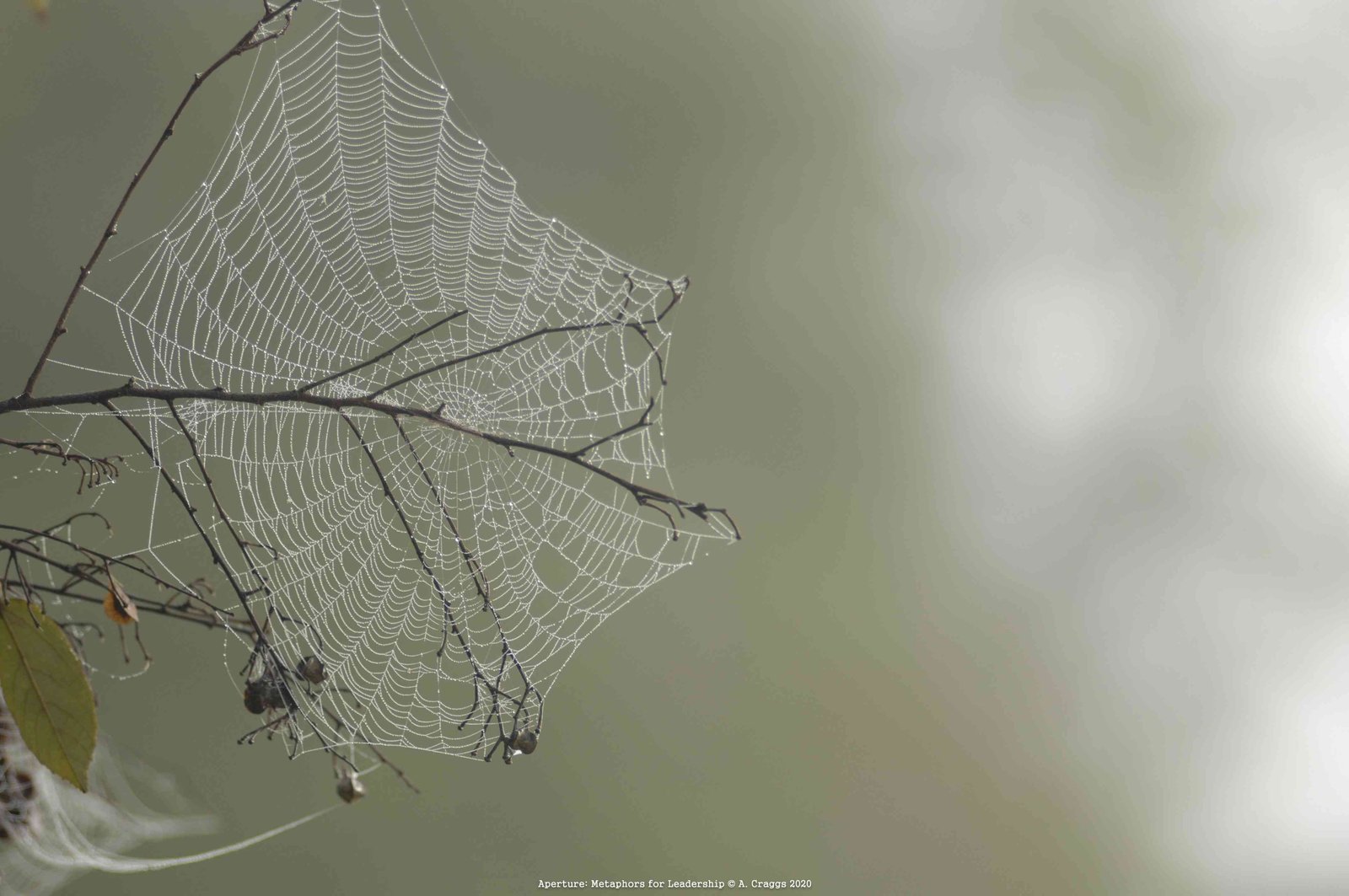 Dawn Spiderweb Sandakan 2006